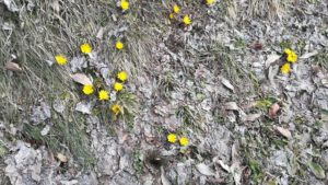 ウォーキング 道端の花