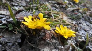 ウォーキング 春の花から蜜を集めるハチ