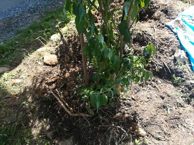 庭木の移植直後