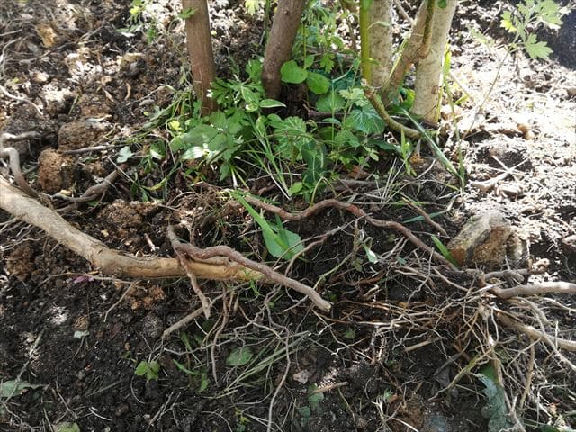 庭木の移植直後